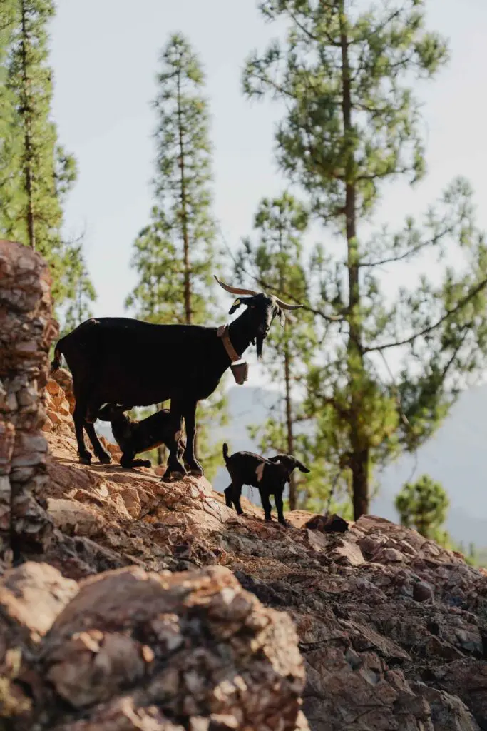 Dieren op Gran Canaria