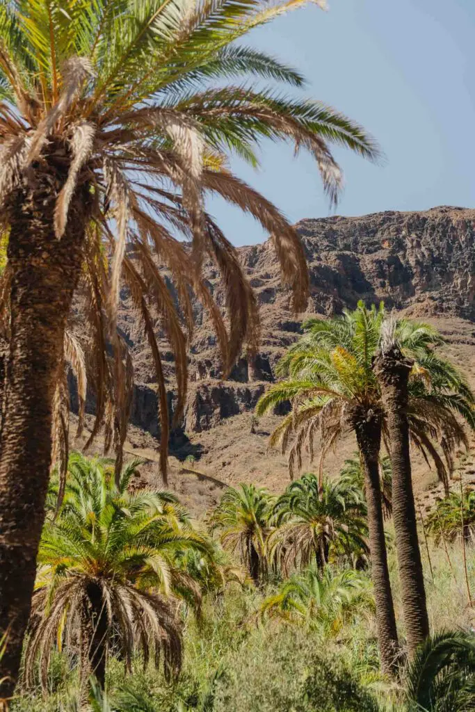 Natuur in Gran Canaria