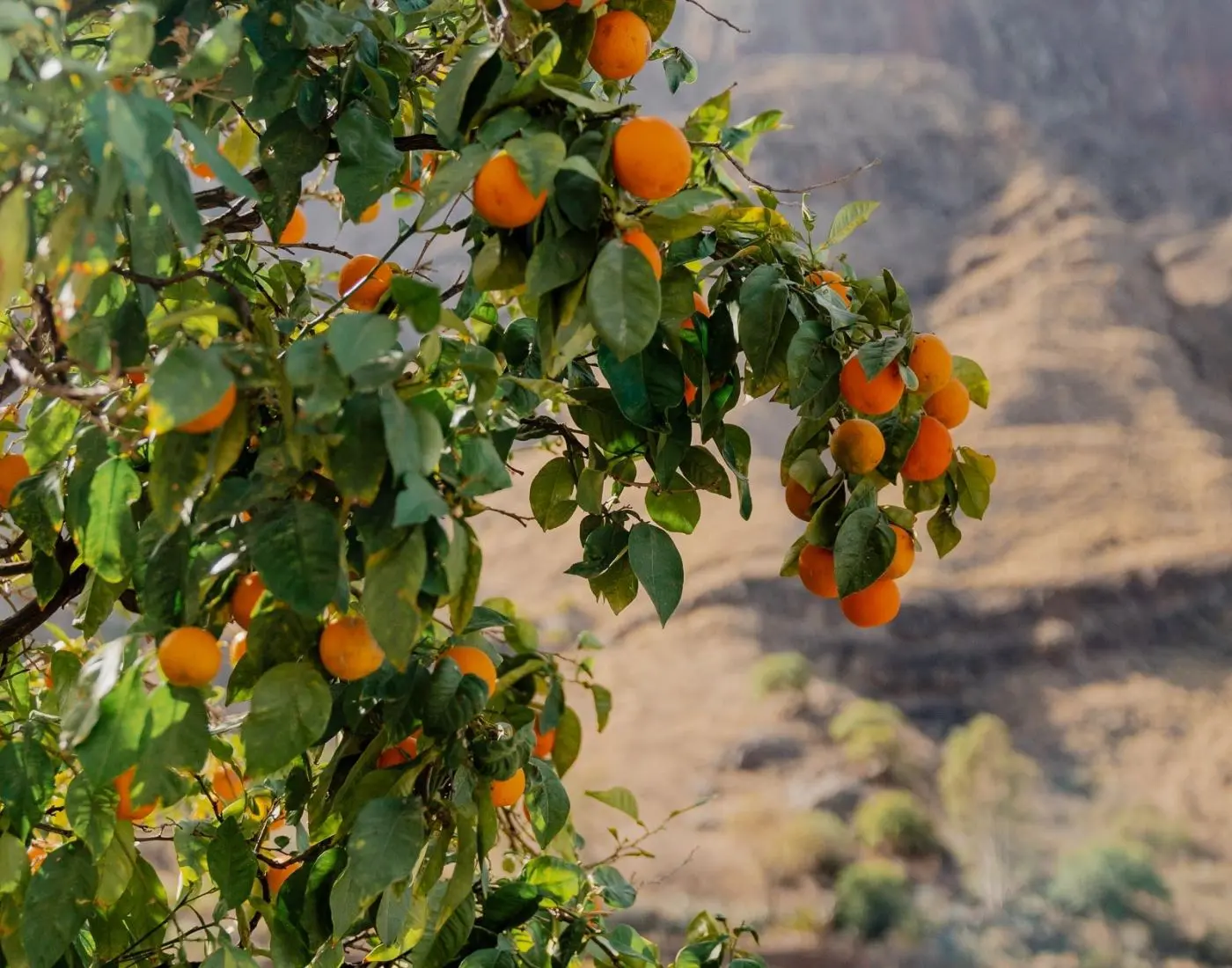 The Canary Trail appelsienen