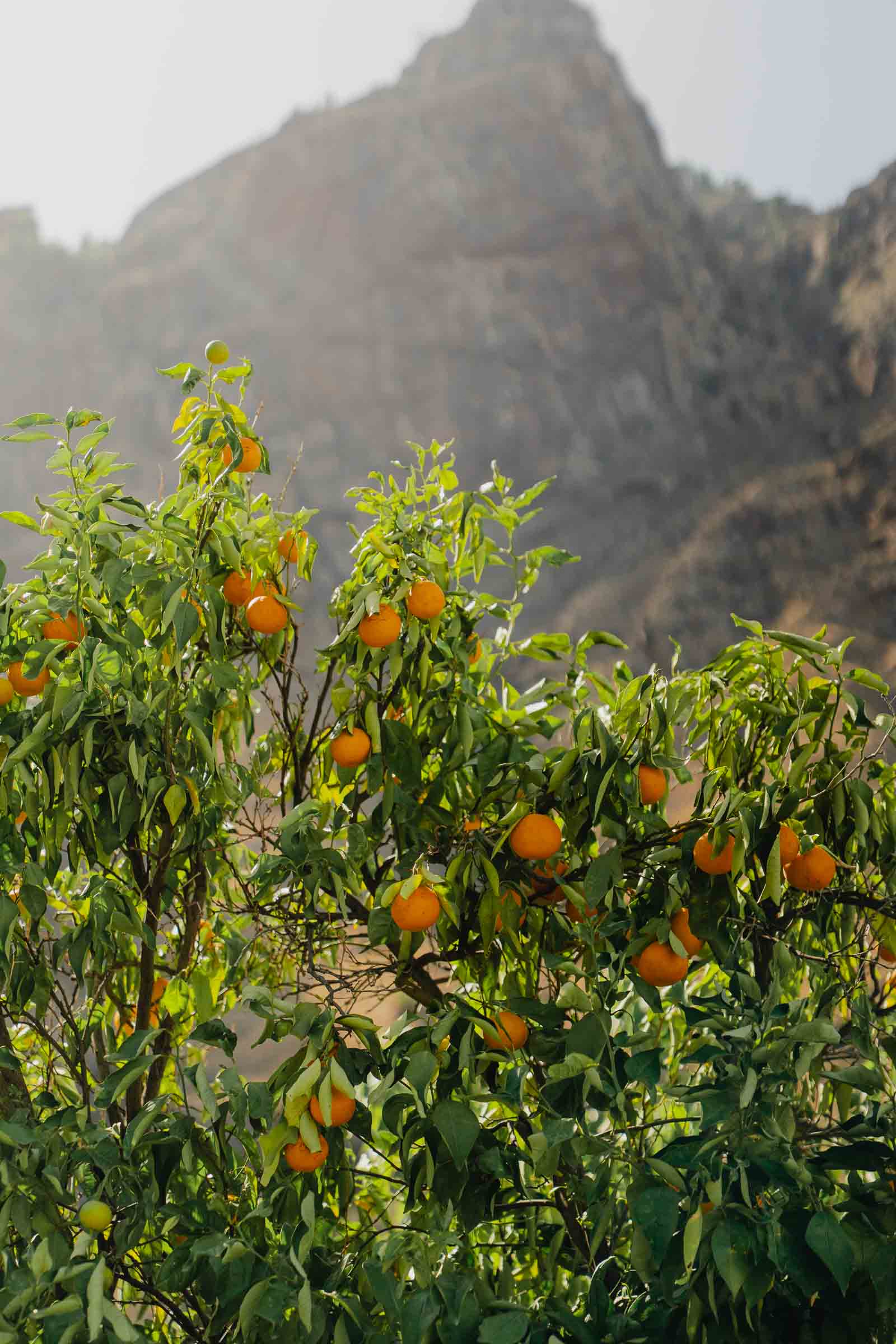 Natuur op Gran Canaria